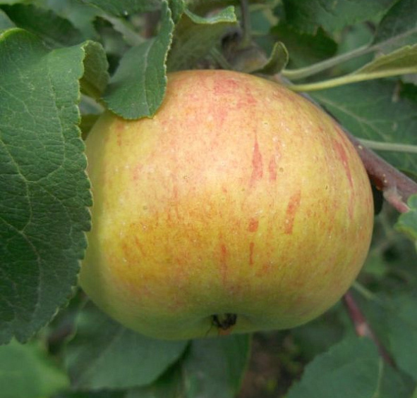 Яблоня Дочь Коричного